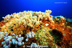 Mauritius Soft Coral Table at Mon Choisy Mauritius by Jean-Yves Bignoux 